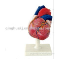 Human Heart life size